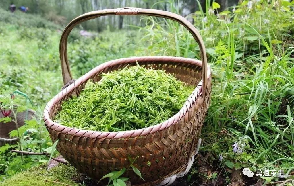 绿茶有哪些品种_绿茶品种有多少_绿茶品种有哪几种/