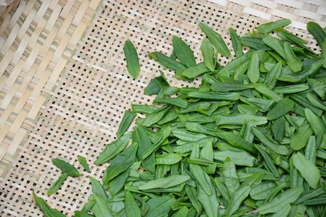 绿茶品种有多少_绿茶有哪些品种_绿茶品种有哪几种/