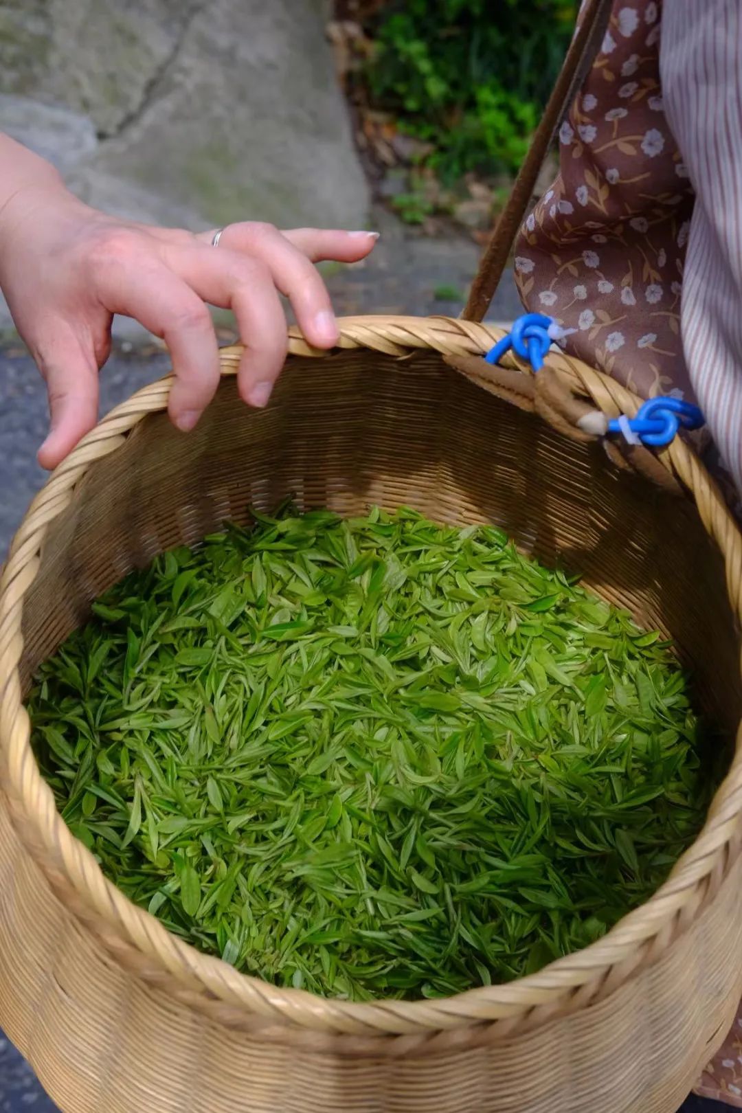 绿茶有哪些品种_绿茶品种有哪几种_绿茶品种有多少/